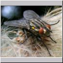 Sarcophaga carnaria - Fleischfliege 06.jpg